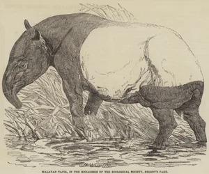 Malayan Tapir, in the Menagerie of the Zoological Society, Regent